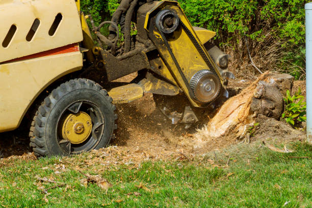 Best Leaf Removal  in Fordoche, LA