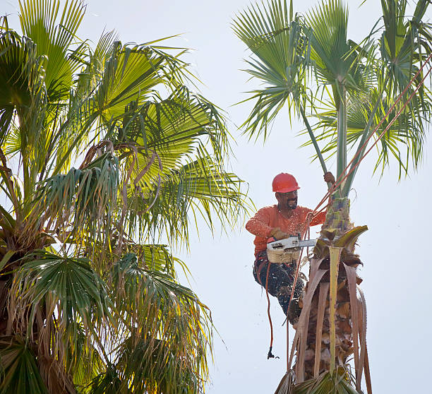  Fordoche, LA Tree Services Pros